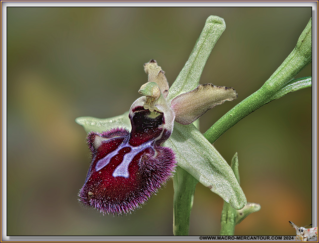 Ophrys Ligustica